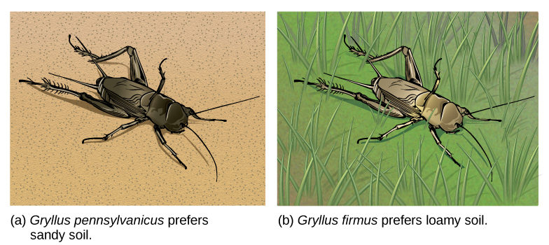 Illustration A shows the black Gryllus pennsylvanicus cricket on sandy soil, and illustration B shows the beige Gryllus firmus cricket in grass.