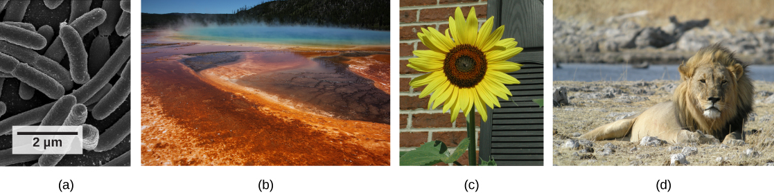 Photos depict: A: bacterial cells. B: a natural hot vent. C: a sunflower. D: a lion.