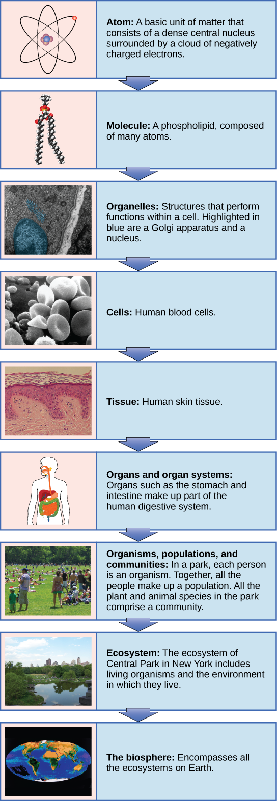 Vertical Chart showing the levels of organization of living things. Starts with an atom, then molecule, cell, organelle, tissue, organ and organ system, then organisms, populations & communities, to ecosystem, and ending with biosphere.