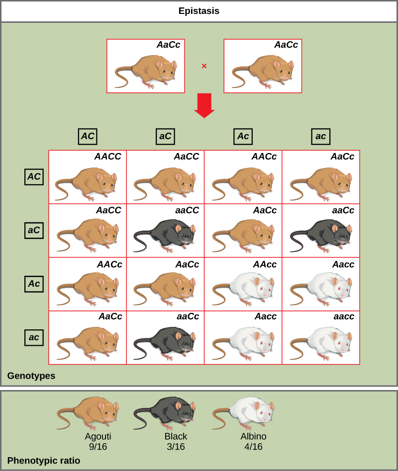 A cross between two agouti mice with the heterozygous genotype AaCc is shown. Each mouse produces four different kinds of gametes (AC, aC, Ac, and ac). A 4 × 4 Punnett square is used to determine the genotypic ratio of the offspring. The phenotypic ratio is 9/16 agouti, 3/16 black, and 4/16 white.