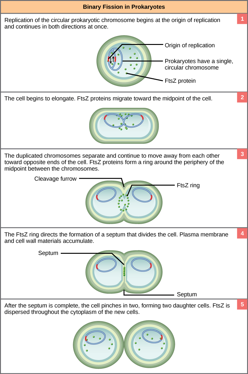 This illustration shows binary fission in prokaryotes. Replication of the single, circular chromosome begins at the origin of replication and continues simultaneously in both directions. As the DNA is replicated, the cell elongates and FtsZ proteins migrate toward the center of the cell, where they form a ring. The FtsZ ring directs the formation of a septum that divides the cell in two once DNA replication is complete.