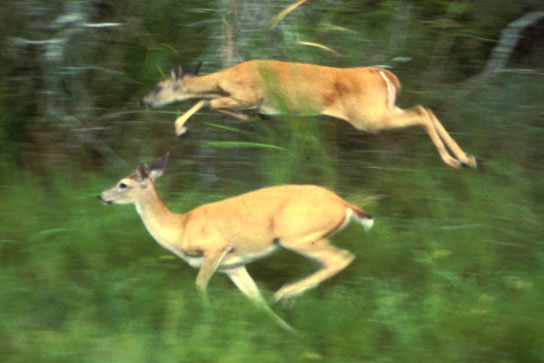 This photo shows deer running through tall grass at the edge of a forest.