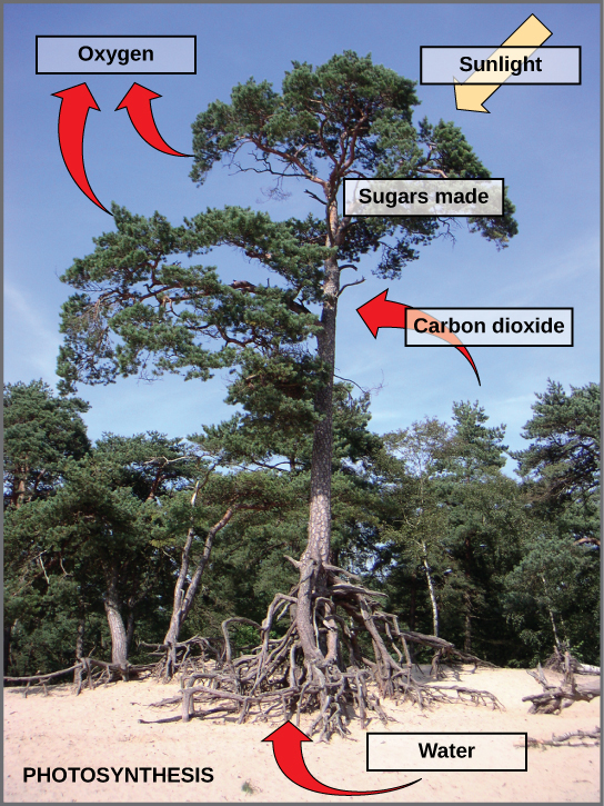This photo shows a tree. Arrows indicate that the tree uses carbon dioxide, water, and sunlight to make sugars and release oxygen.