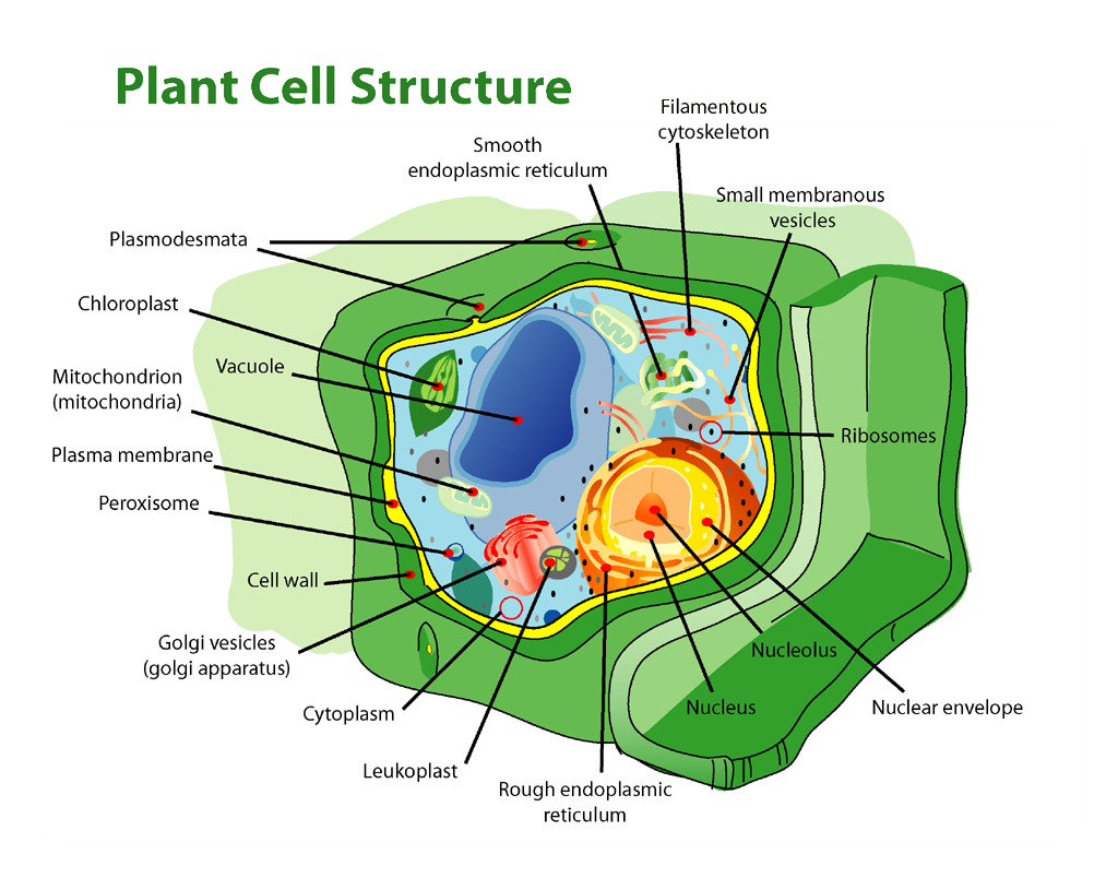 plant_cell_structure_edit