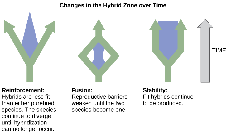  Three different possible changes in the hybrid zone may occur over time. The first possible change, reinforcement, results when hybrids are less fit than either purebred species. Like a fork in the road, the species continue to diverge until hybridization no longer occurs. The second possible change, fusion, results when reproductive barriers weaken until two species become one. In this scenario species initially diverge, but then join together. In the third scenario, stability, fit hybrids continue to be produced at a steady rate.