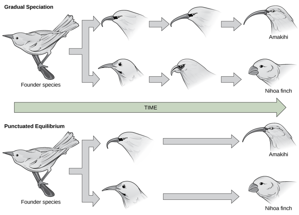 In the gradual speciation example, a founder species of bird diverges into one species with a hooked beak, and another with strait beak. Over time, the hooked beak gets longer and thinner, and the straight beak gets shorter and fatter. In the punctuated equilibrium example, as in the graduated speciation example, the founder species diverges into one species with a hooked break and another with a straight beak. However, in this case the hooked and straight beaks gives rise immediately to long, thin and short, fat beaks.