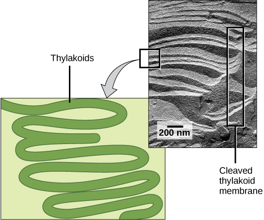 This illustration shows a green ribbon, representing a folded membrane, with many folds stacked on top of another like a rope or hose. The photo shows an electron micrograph of a cleaved thylakoid membrane with similar folds from a unicellular organism