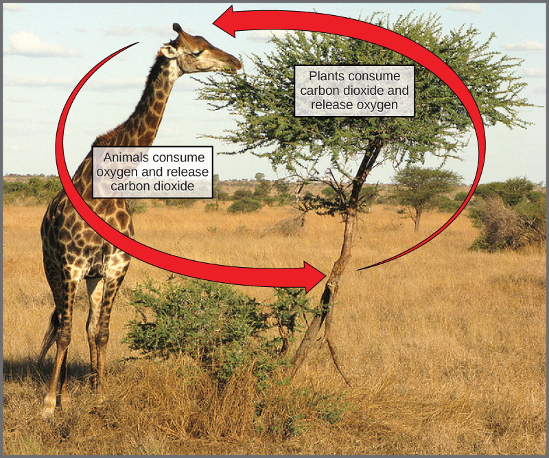 This photograph shows a giraffe eating leaves from a tree. Labels indicate that the giraffe consumes oxygen and releases carbon dioxide, whereas the tree consumes carbon dioxide and releases oxygen.