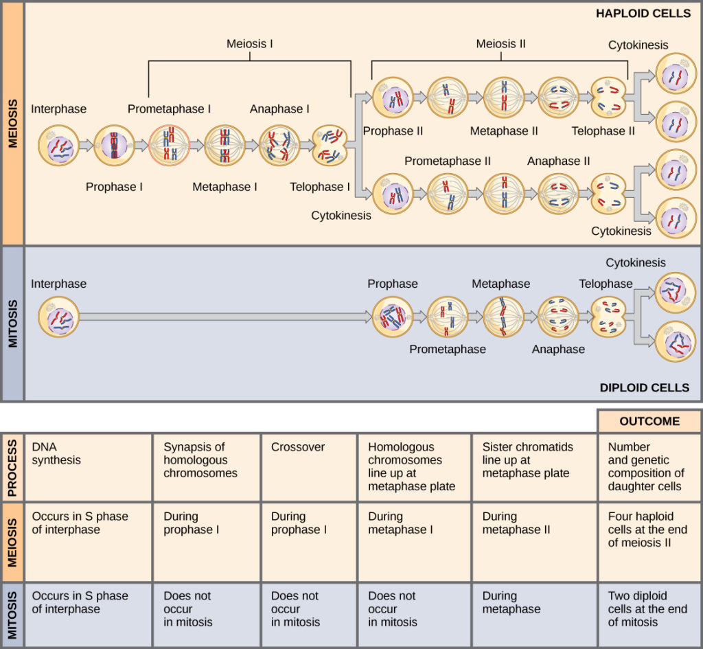 This illustration compares meiosis and mitosis. In meiosis, there are two rounds of cell division, whereas there is only one round of cell division in mitosis. In both mitosis and meiosis, DNA synthesis occurs during S phase. Synapsis of homologous chromosomes occurs in prophase I of meiosis, but does not occur in mitosis. Crossover of chromosomes occurs in prophase I of meiosis, but does not occur in mitosis. Homologous pairs of chromosomes line up at the metaphase plate during metaphase I of meiosis, but not during mitosis. Sister chromatids line up at the metaphase plate during metaphase II of meiosis and metaphase of mitosis. The result of meiosis is four haploid daughter cells, and the result of mitosis is two diploid daughter cells.