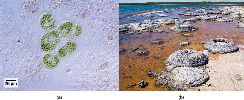 Photo A depicts round colonies of blue-green algae. Photo B depicts round fossil structures called stromatalites along a watery shoreline.