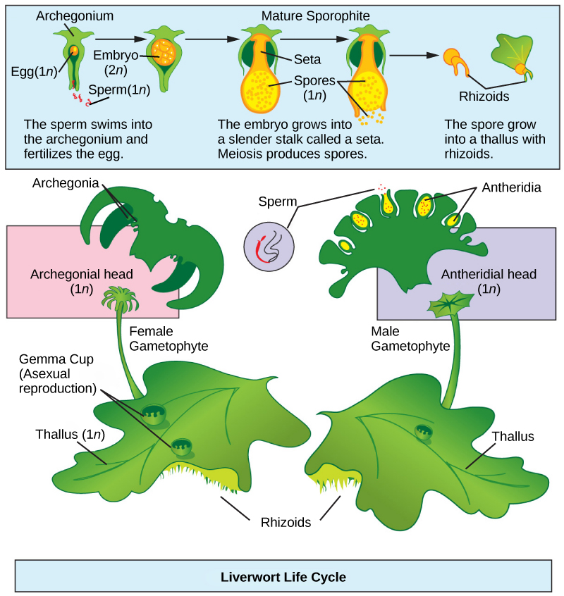 The liverwort has a flat, leaf-like structure haploid (1n) called a thallus. Root-like rhizoids grow from the bottom of the thallus. A slender stalk extends from the thallus, and an archegonial head sits at its top. The archegonial head has fronds, like a palm tree. The underside of the archegonial head contains protrusions called archegonia, which house the eggs. Sperm enter through a hole in the bottom of the archegonium and fertilize the egg to produce a diploid (2n) embryo. The embryo grows into a stalk. Meiosis produces haploid (1n) spores in a sac at the tip of the stalk . The sac bursts open, releasing the spores. The spores sprout, producing a new thallus and rhizoids.