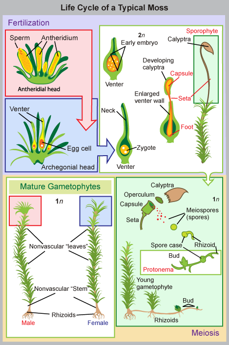  In mosses, the mature haploid (1n) gametophyte is a slender, nonvascular stem with fuzzy, non-vascular leaves. Root-like rhizoids grow from the bottom. Male antheridia and female archegonia grow at the tip of the stem. Sperm fertilize the eggs, producing a diploid (2n) zygote inside a vase-like structure called a venter inside the archegonial head. The embryo grows into a sporophyte that projects like a flower from the vase. The sporophyte undergoes meiosis to produce haploid (1n) spores that grow to produce mature gametophytes, completing the cycle.