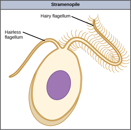 The illustration shows an egg-shaped stramenopile cell. Protruding from the narrow end of the cell is one hairless flagellum and one hairy flagellum.