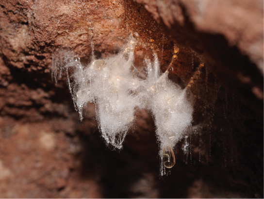 The photo shows a mucous-like mass, covered in white fuzz, hanging from a rock.