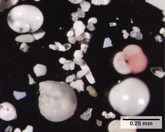 The photo shows small, white shells that look like clamshells, and shell fragments. Each cell is about 0.25 mm across.