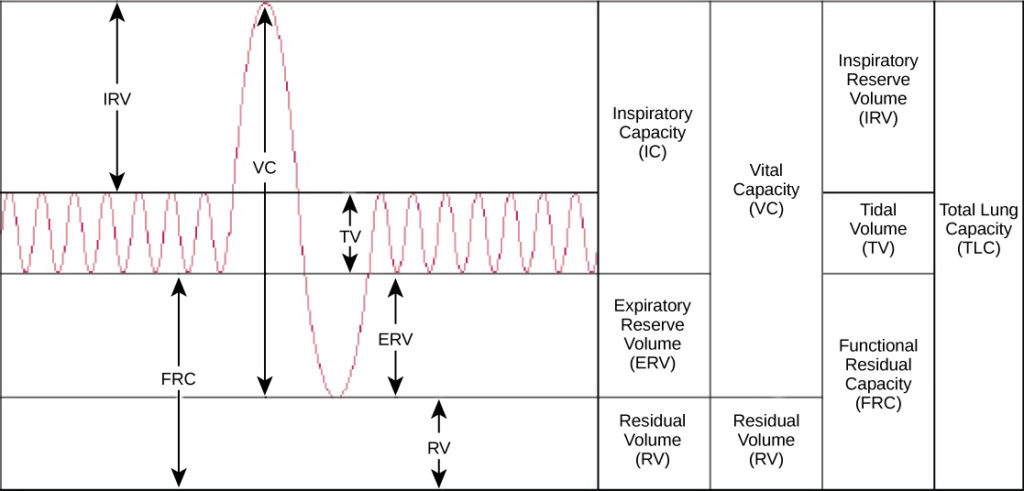 The chart shows the exchange of air during inhalation and exhalation, which resembles a wave pattern. During normal breathing, only about eight percent of air in the lungs is exchanged, and the amount of air in the lungs is one-half the total lung capacity. When a person breathes in deeply, total lung capacity is attained. The amount of air taken in is called the inspiratory capacity. Forceful exhalation results in expulsion of the expiratory reserve volume. A residual volume of air of about eight percent is left in the lungs. The vital capacity is the difference between the total lung capacity and the residual volume. The inspiratory reserve volume is the difference between the total lung capacity and the amount of air in the lungs after taking a normal breath. The functional residual capacity is the amount of air in the lungs after normal exhalation.