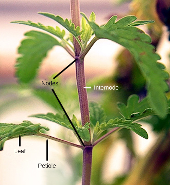  Photo shows a stem. Leaves are attached to petioles, which are small branches that radiate out from the stem. The petioles join the branch at junctions called nodes. The nodes are separated by a length of stem called the internode. Above the petioles, small leaves bud out from the node.