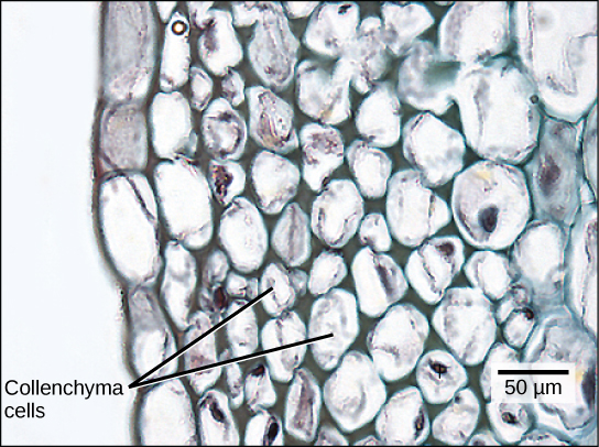 Micrograph shows collenchyma cells, which are irregularly shaped and 25 to 50 microns across. The collenchyma cells are adjacent to a layer of rectangular cells that form the epidermis.