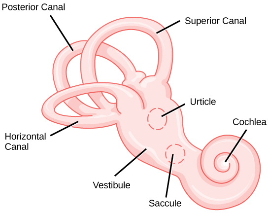 This illustration shows the snail shell-shaped cochlea, which widens into the vestibule. Two circular organs, the utricle and the saccule, are located in the vestibule. Three ring-like canals, the horizontal canal, the posterior canal, and the superior canal, extend from the top of the vestibule. Each canal projects in a different direction.