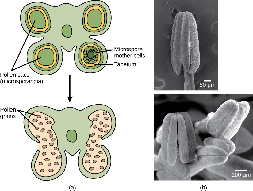  Illustration A shows cross section of an anther, which has four lobes each containing a pollen sac, or microsporangium. Inside the pollen sac is a layer called the tapetum, and within this ring are the microspore mother cells. As the microsporangium matures, two pollen sacs merge and an opening forms between them so that the pollen can be released. Micrographs in part B show pollen sacs with a visible opening between them.