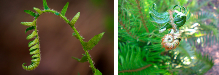 Fiddleheads at the top of a maturing fern curl into a structure that resembles their namesake.    