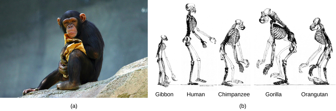 Part a shows a chimpanzee. Part b shows the skeletons of a gibbon, human, chimpanzee, gorilla, and orangutan. The skeletons are very similar and vary in the length of the limbs, posture, and shape and size of the head.