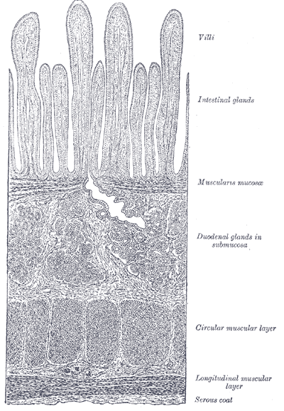 This is a drawing of a section of duodenum with the villi depicted as the top layer.