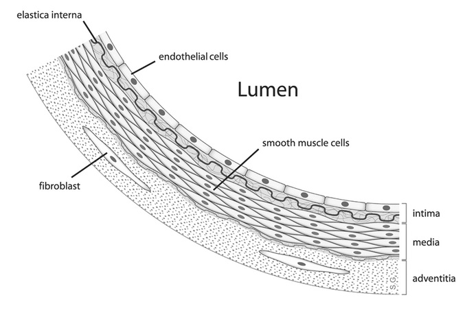 This diagram of the arterial wall indicates the fibroblast, elastica interna, endothelial cells, lumen, smooth muscle cells, intima, media, and adventitia.