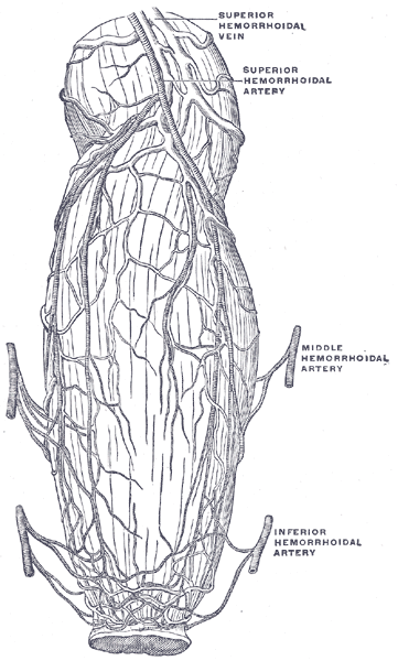 This diagram of the rectum and anus indicates the superior hemorrhoidal vein as well as the superior, inferior, and middle hemorrhoidal arteries.