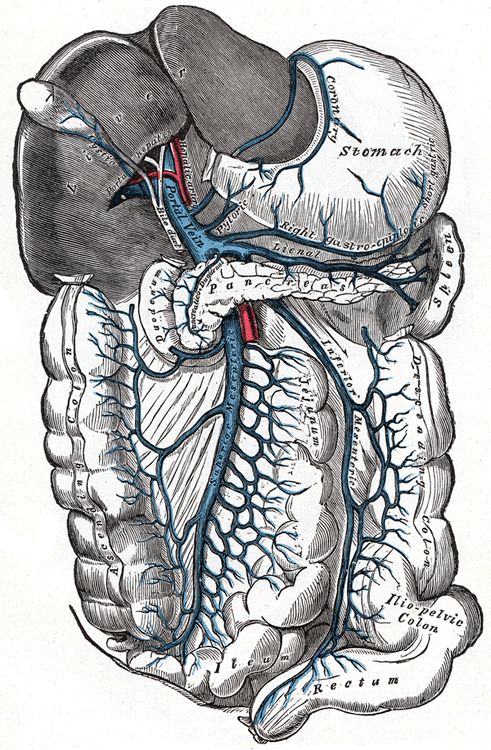 This diagram of hepatic portal circulation indicates the stomach, spleen, pancreas, duodenum, ascending colon, ilium, rectum, descending colon, and iliopelvic colon.