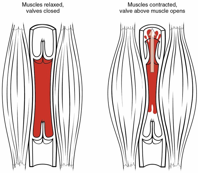 The skeletal muscle pump compresses a vein forcing blood back towards the heart.