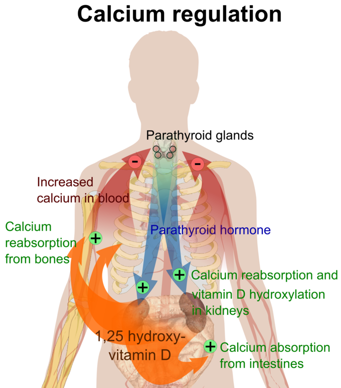 This illustrates calcium regulation in our bodies. An image of the body shows the parathyroid glands in the neck releasing parathyroid hormones to the kidneys to regulate the levels of calcium in the blood.