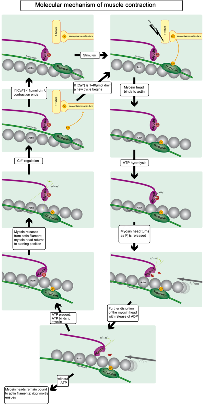 This diagram illustrates the molecular mechanism of muscular contraction. With application of a stimulus, the myosin head binds to actin, resulting in ATP hydrolysis. The myosin head turns as P is released and is further distorted with the release of ATP. When ATP is present, it binds to myosin, which releases from the actin filament returning the myosin head to starting position. CA2 regulation either causes contractions to end or a new cycle to begin. When myosin heads remain bound to actin filaments, rigor mortis ensues.