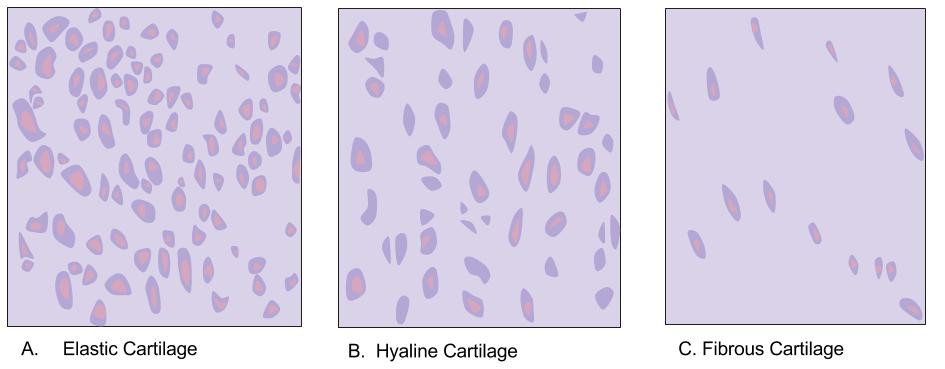 This is three images of microscopic views of the different types of cartilage: elastic, hyaline, and fibrous. Elastic cartilage has the most ECM; hyaline a middle amount; and fibrous cartilage has the least amount of ECM.