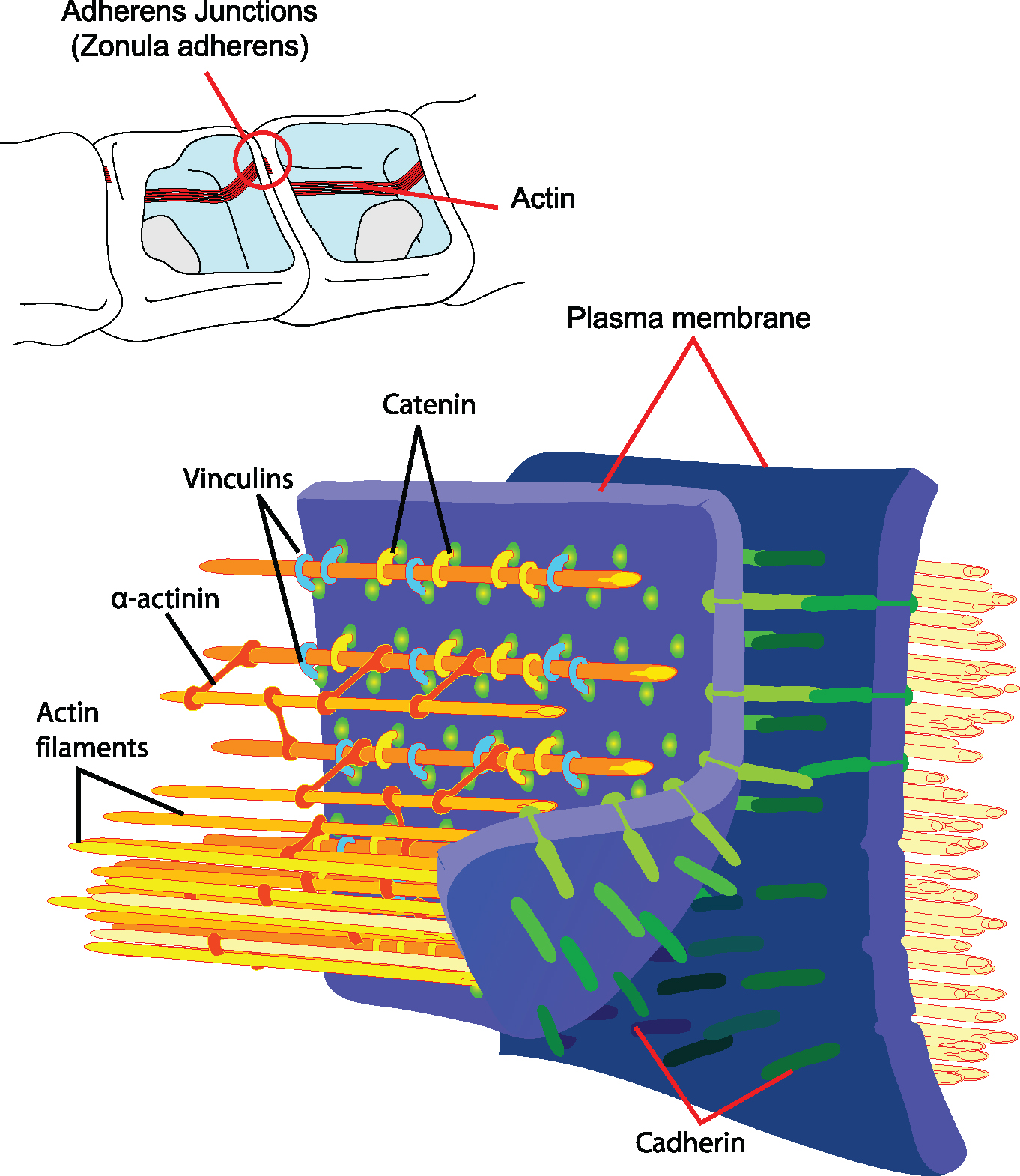 This illustration is two drawings of the principal interactions of structural proteins at a cadherin-based adherens junction. There are two pictures: one is a cut-away view of an adherens junctions with the actin filament identified. Actin filaments are associated with adherens junctions in addition to several other actin-binding proteins. The other is an exploded view of two plasma membranes that depict actin filaments as tubes that are joined to one another by bonds of a-actinin, and then joined to the plasma membrane by catenin and vinculins. The plasma membranes are joined together by cadherin protein.