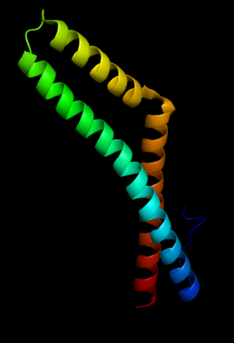This is a computer-generated image of the protein structure of the coiled-coil domain of human occludin.