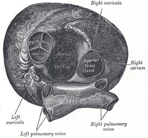 This anterior view of the heart indicates the right and left auricula, right and left atria, right and left pulmonary veins, aortic valve, pulmonary valve, and superior vena cava.