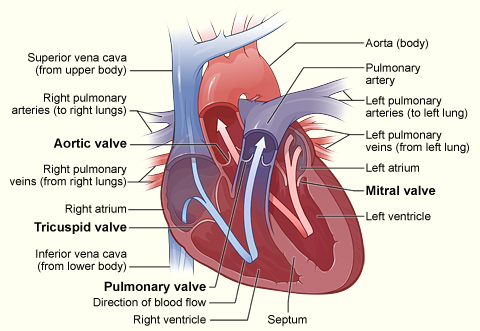 This cross-section of the heart indicates the aorta, pulmonary artery, left and right pulmonary arteries, left and right pulmonary veins, left and right atria, mitral valve, left and right ventricle, septum, direction of blood flow, pulmonary valve, inferior vena cava, tricuspid valve, aortic valve, and superior vena cava.