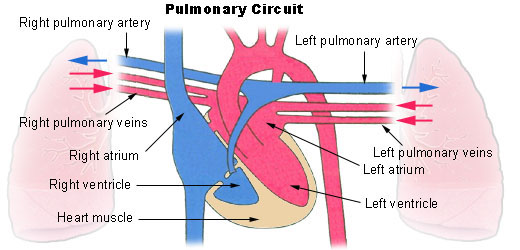 This diagram of the pulmonary circuit indicates the left and right pulmonary arteries, left and right pulmonary veins, left and right atria, left and right ventricle, and heart muscle. Oxygen-rich blood travels into the veins; oxygen-poor blood travels through the arteries.