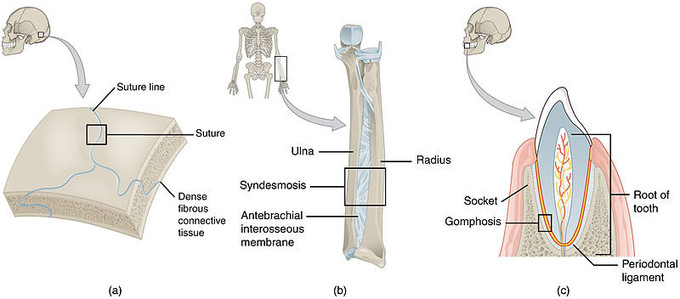 Image demonstrating the three types of fibrous joints and delineating structures including suture line, suture, dense fibrous connective tissue, ulna, radius, syndesmosis, antebrachial interosseous membrane, socket, gomphosis, root of tooth, and periodontal ligament.