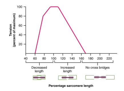 This line graph depicts the relationship between tension and length in the sarcomere.