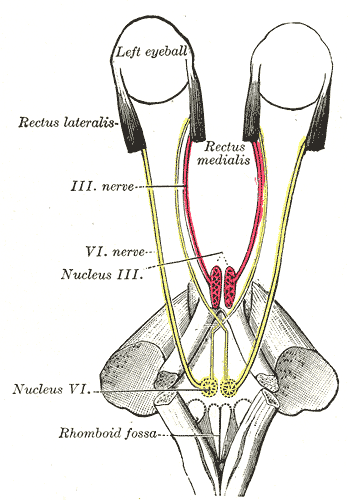 This is a schematic of the cranial nerves. In particular, it displays cranial nerve VI, the abducens nerve, and its connection from the eyes to the brainstem.