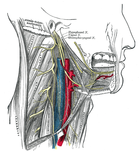 This is a schematic view of various head structures, including the glossopharyngeal nerve. The glossopharyngeal nerve is seen running through the lower jaw and neck regions.