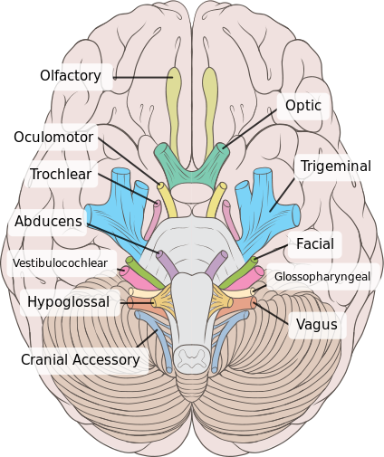 This is an top view of the brain with the cranial nerves identified within it. The oculomotor nerve is the third nerve from the front of the brain, coming after the olfactory and optic nerves.