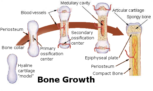 This diagram of bone growth indicates hyaline cartilage model, bone collar, periosteum, blood vessel, primary and secondary ossification centers, articular cartilage, spongy bone, epiphyseal plate, and complex bone.