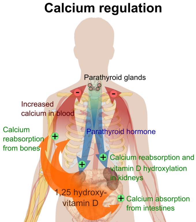 This is an illustration of how parathyroid hormone regulates the levels of calcium in the blood. The parathyroid glands release parathyroid hormone that causes calcium reabsorption and vitamin D hydroxylation in the kidneys, calcium absorption from the intestines, calcium reabsorption from the bones, and an increase of calcium in the blood.