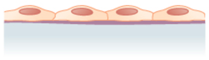 the cells are flattened and single-layered