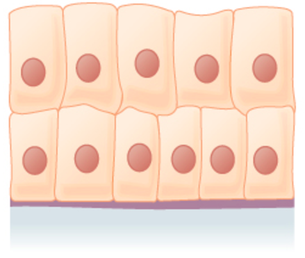 many layers of rectangular, column-shaped cells