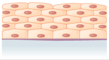 many layers of flattened cells