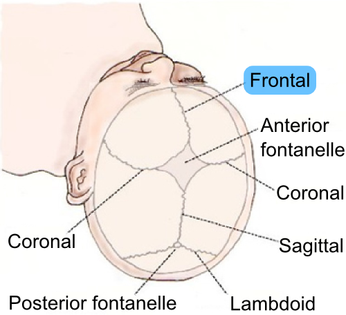 Drawing of human baby skull seen from the top. Cranial sutures are depicted with the frontal suture highlighted in blue, including frontal, anterior fontanelle, coronal, sagittal, lambdoid, and posterior fontanelle.